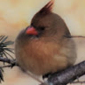 Meet your Posher, Nancy